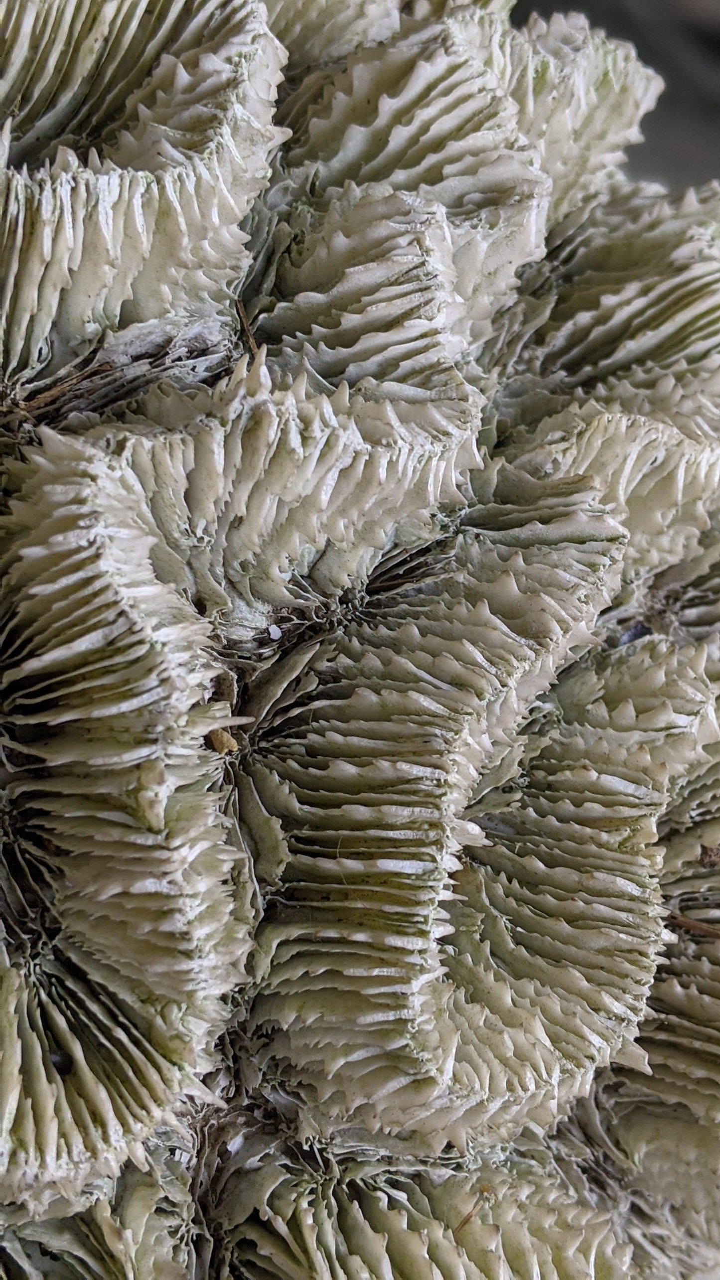 Extra large real coral specimen