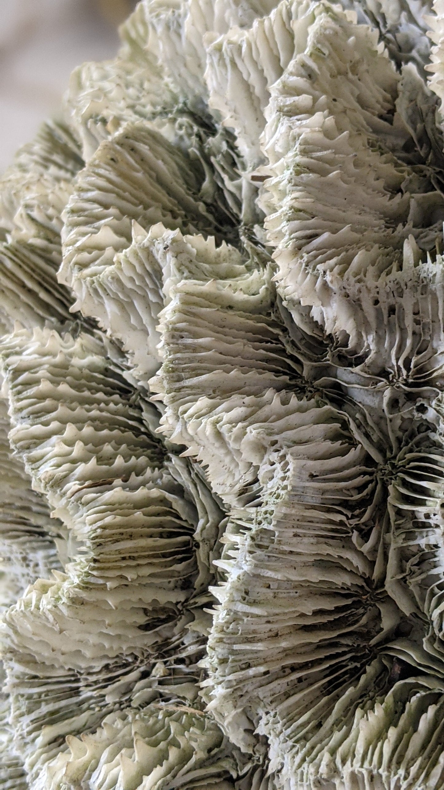 Extra large real coral specimen