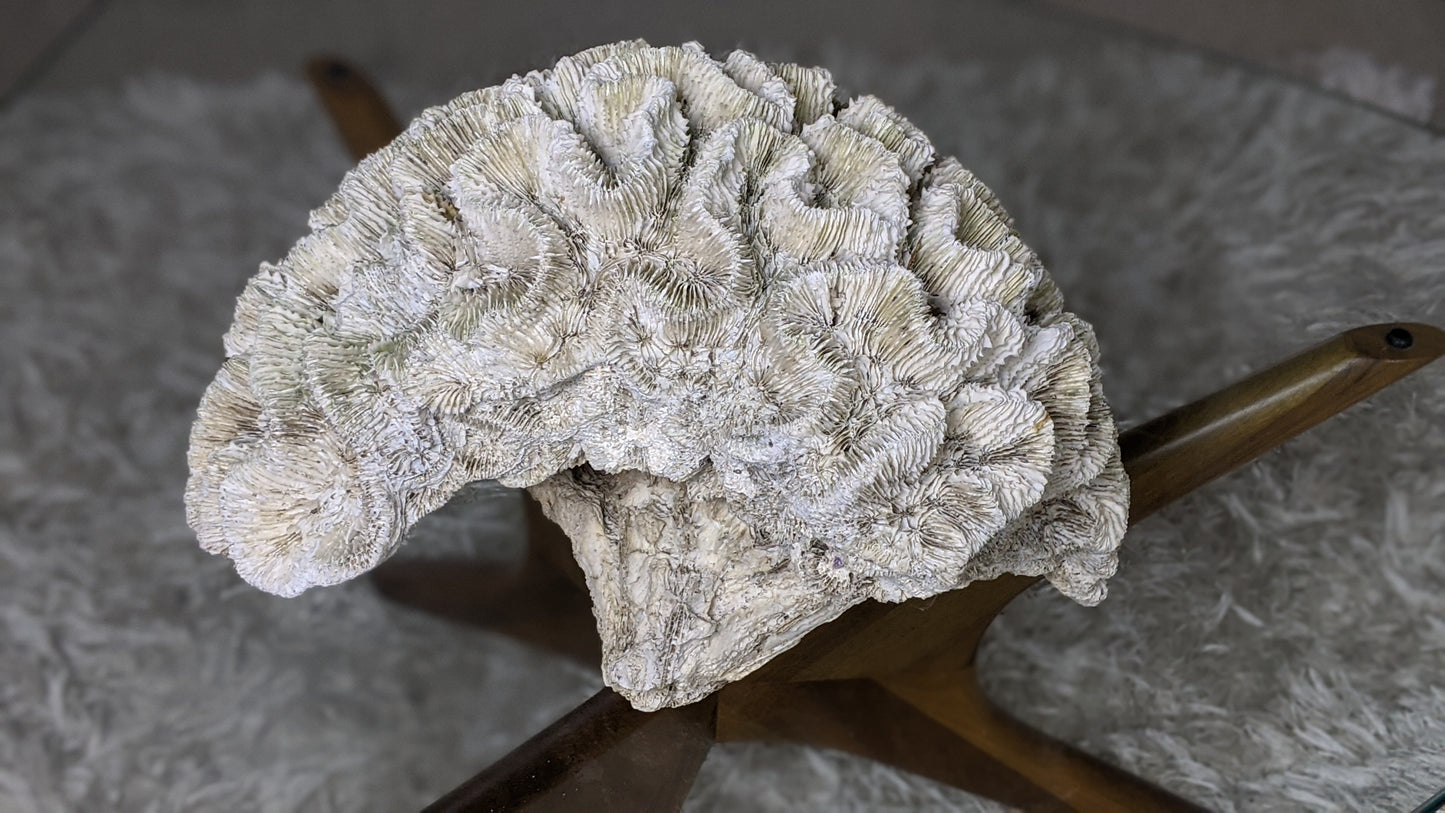 Extra large real coral specimen