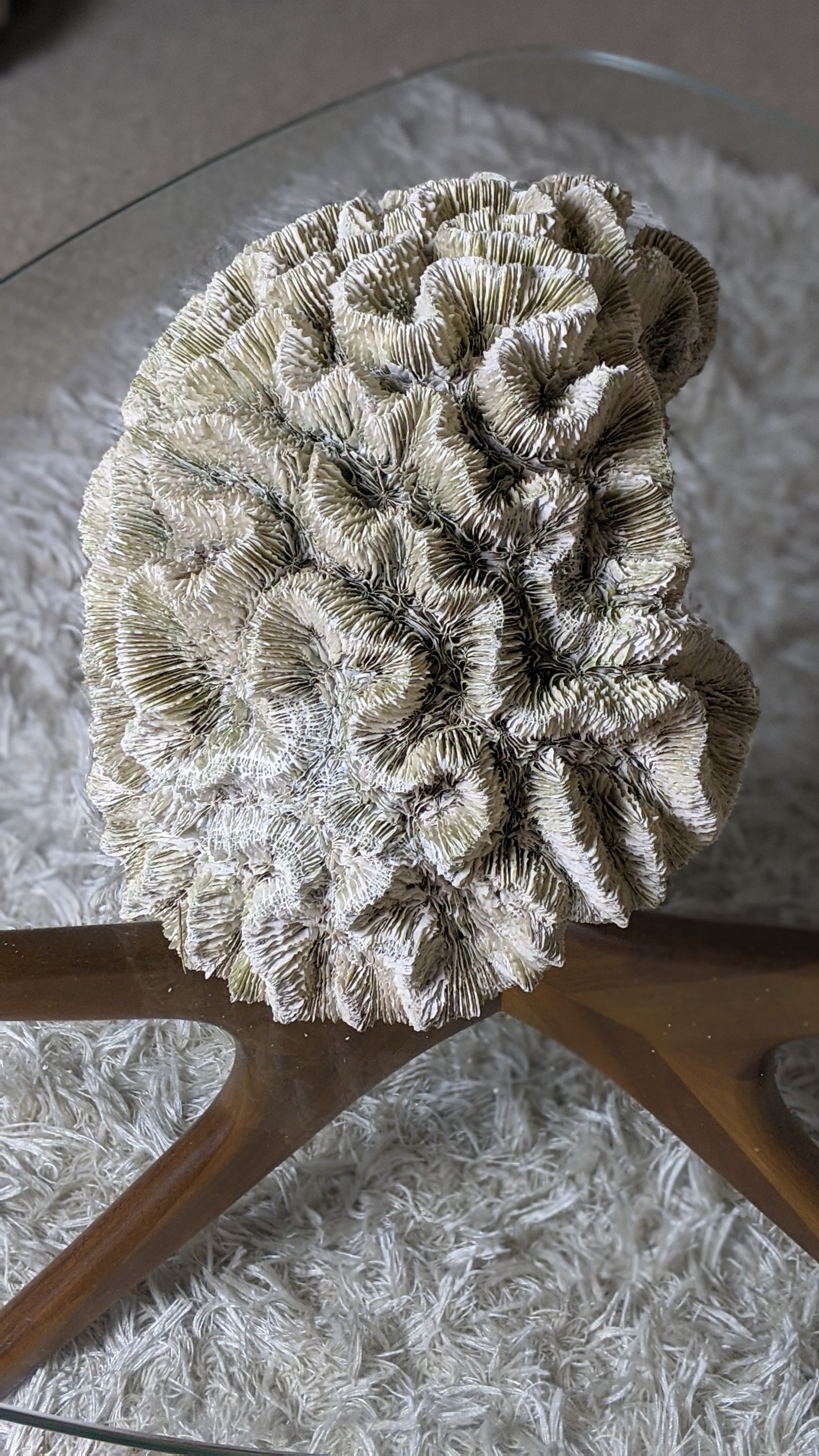 Extra large real coral specimen