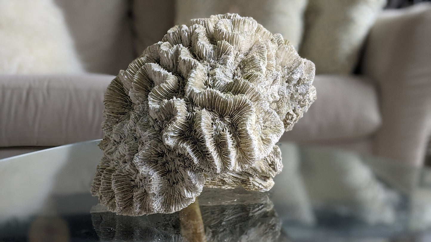 Extra large real coral specimen