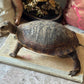 Vintage taxidermy turtle real nature specimen