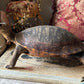 Vintage taxidermy turtle real nature specimen