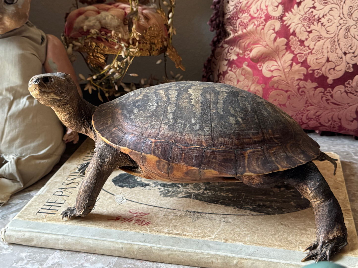 Vintage taxidermy turtle real nature specimen