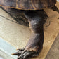 Vintage taxidermy turtle real nature specimen