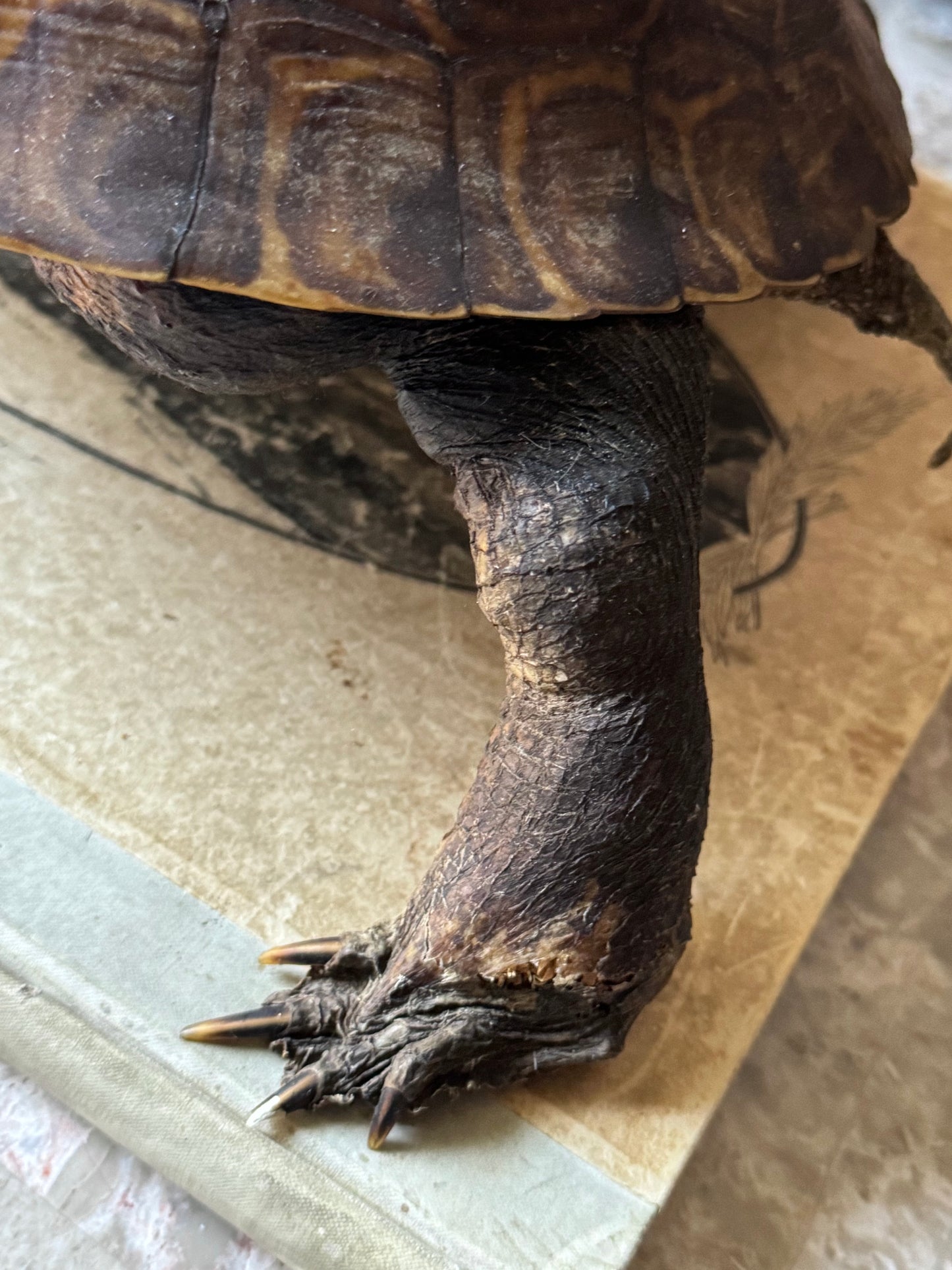 Vintage taxidermy turtle real nature specimen