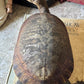 Vintage taxidermy turtle real nature specimen