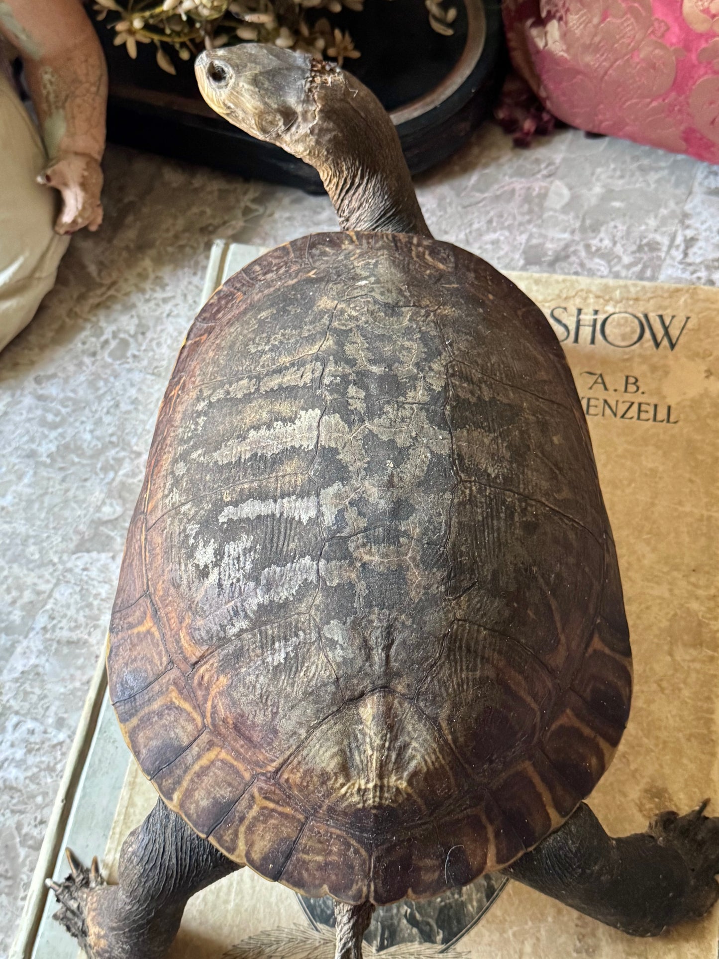 Vintage taxidermy turtle real nature specimen