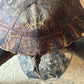 Vintage taxidermy turtle real nature specimen