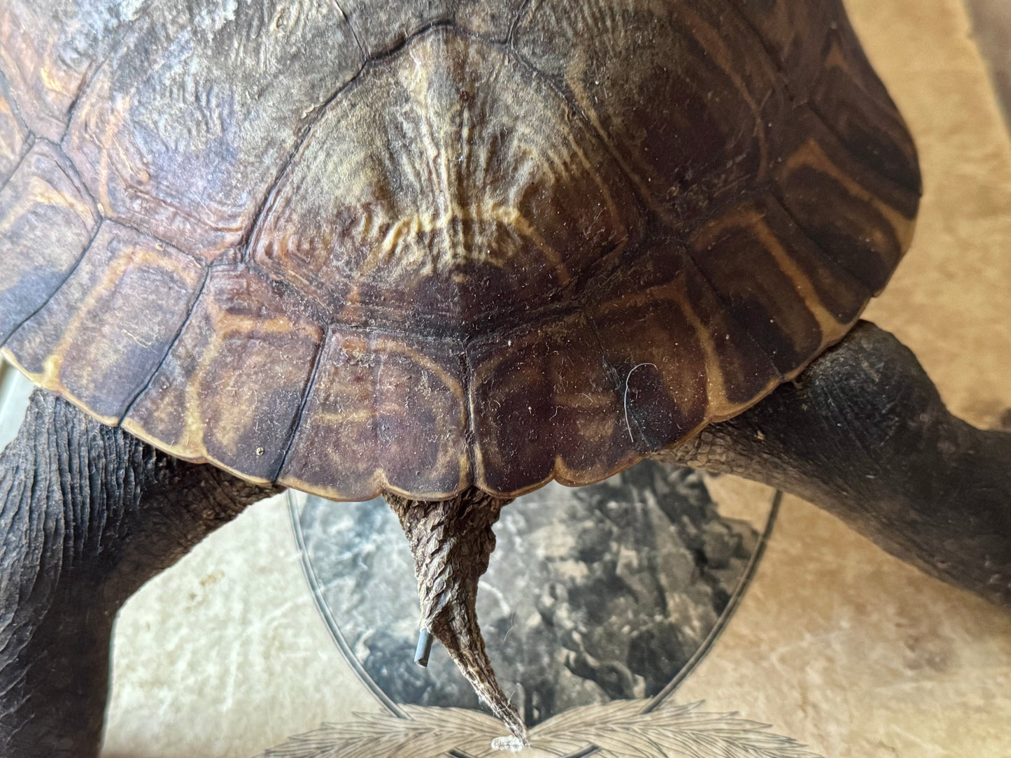 Vintage taxidermy turtle real nature specimen