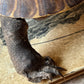 Vintage taxidermy turtle real nature specimen