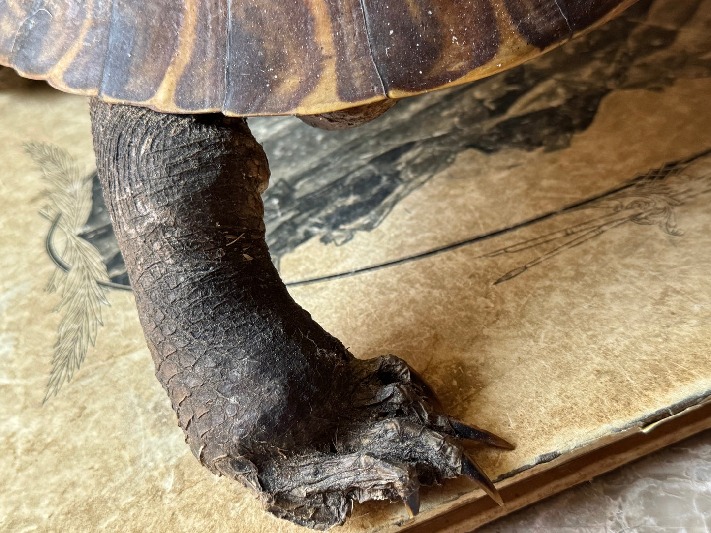 Vintage taxidermy turtle real nature specimen