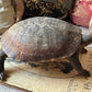 Vintage taxidermy turtle real nature specimen