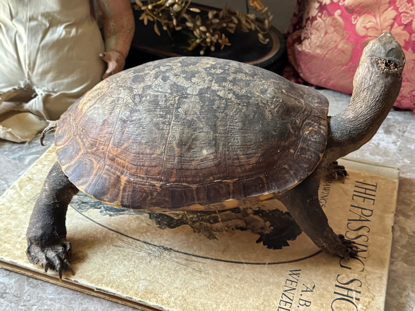 Vintage taxidermy turtle real nature specimen