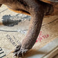 Vintage taxidermy turtle real nature specimen