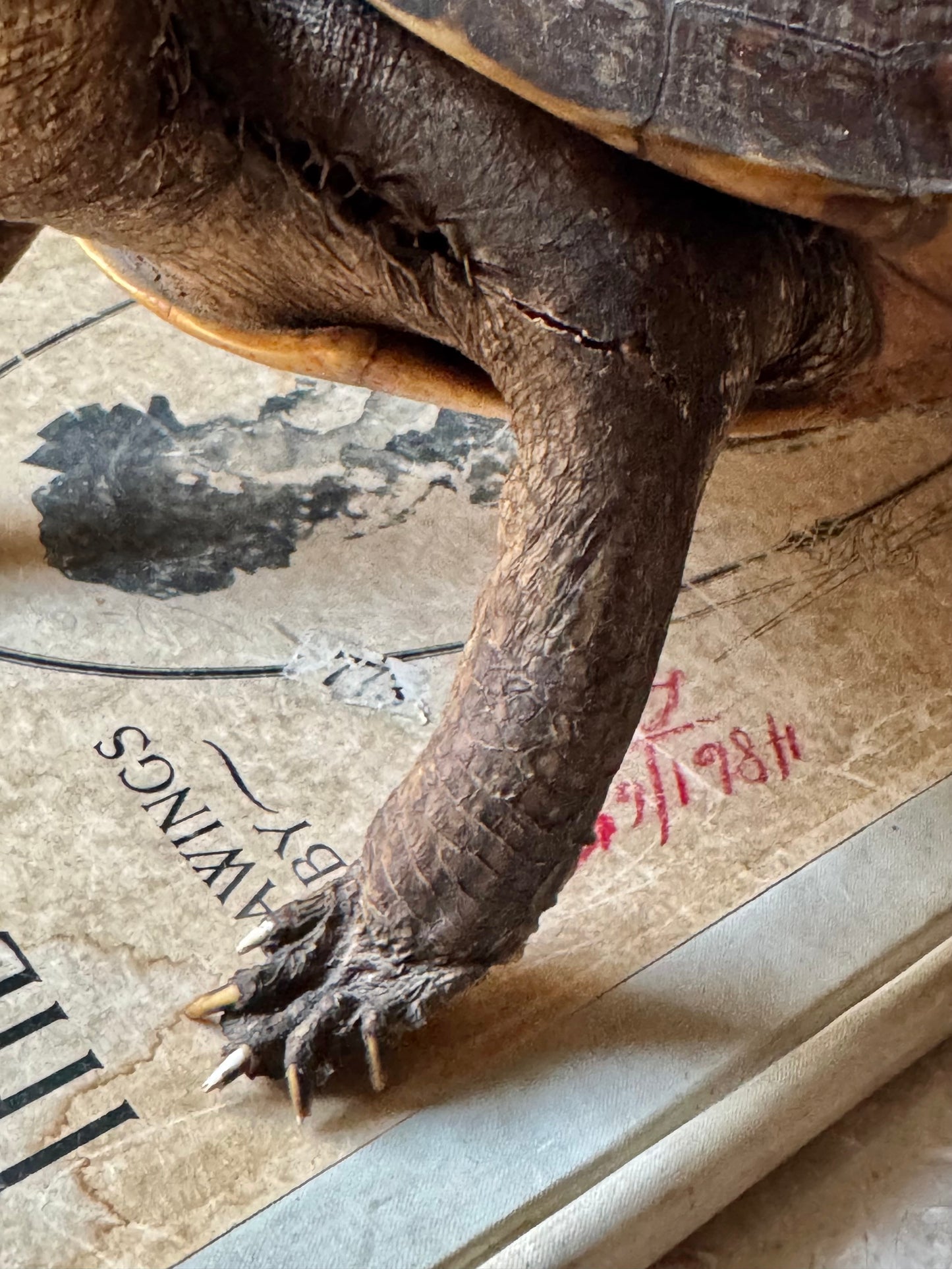 Vintage taxidermy turtle real nature specimen