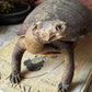 Vintage taxidermy turtle real nature specimen