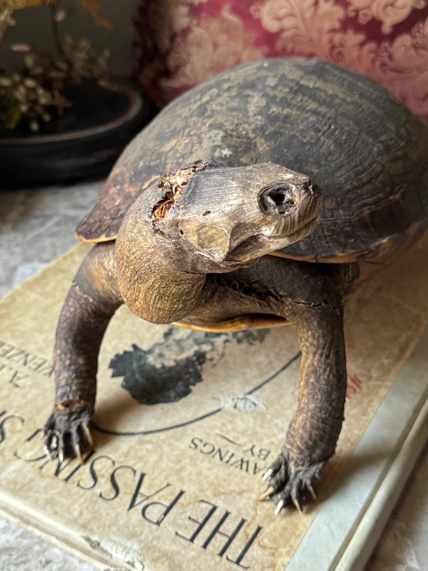 Vintage taxidermy turtle real nature specimen