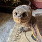 Vintage taxidermy turtle real nature specimen