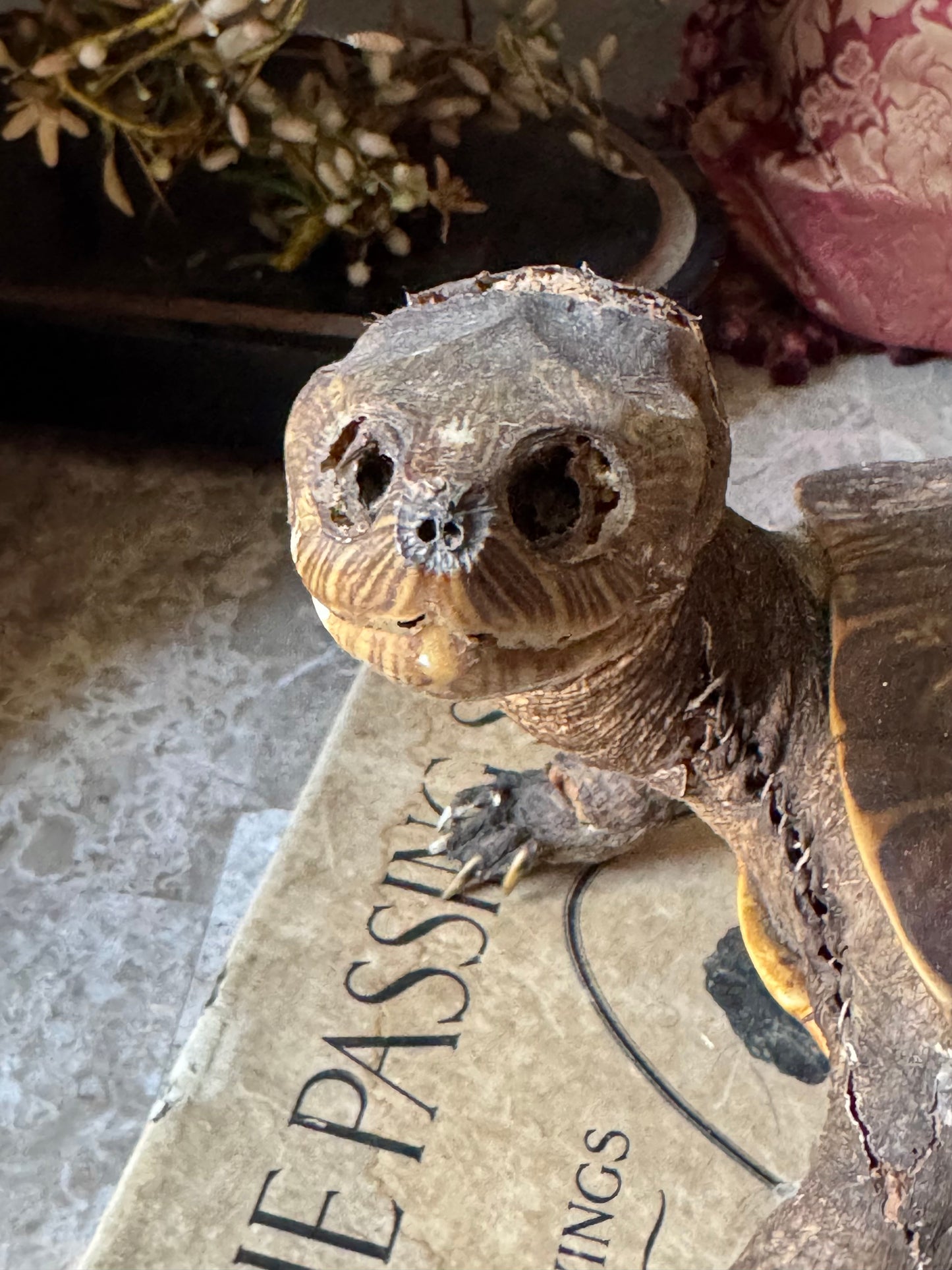 Vintage taxidermy turtle real nature specimen