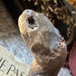Vintage taxidermy turtle real nature specimen