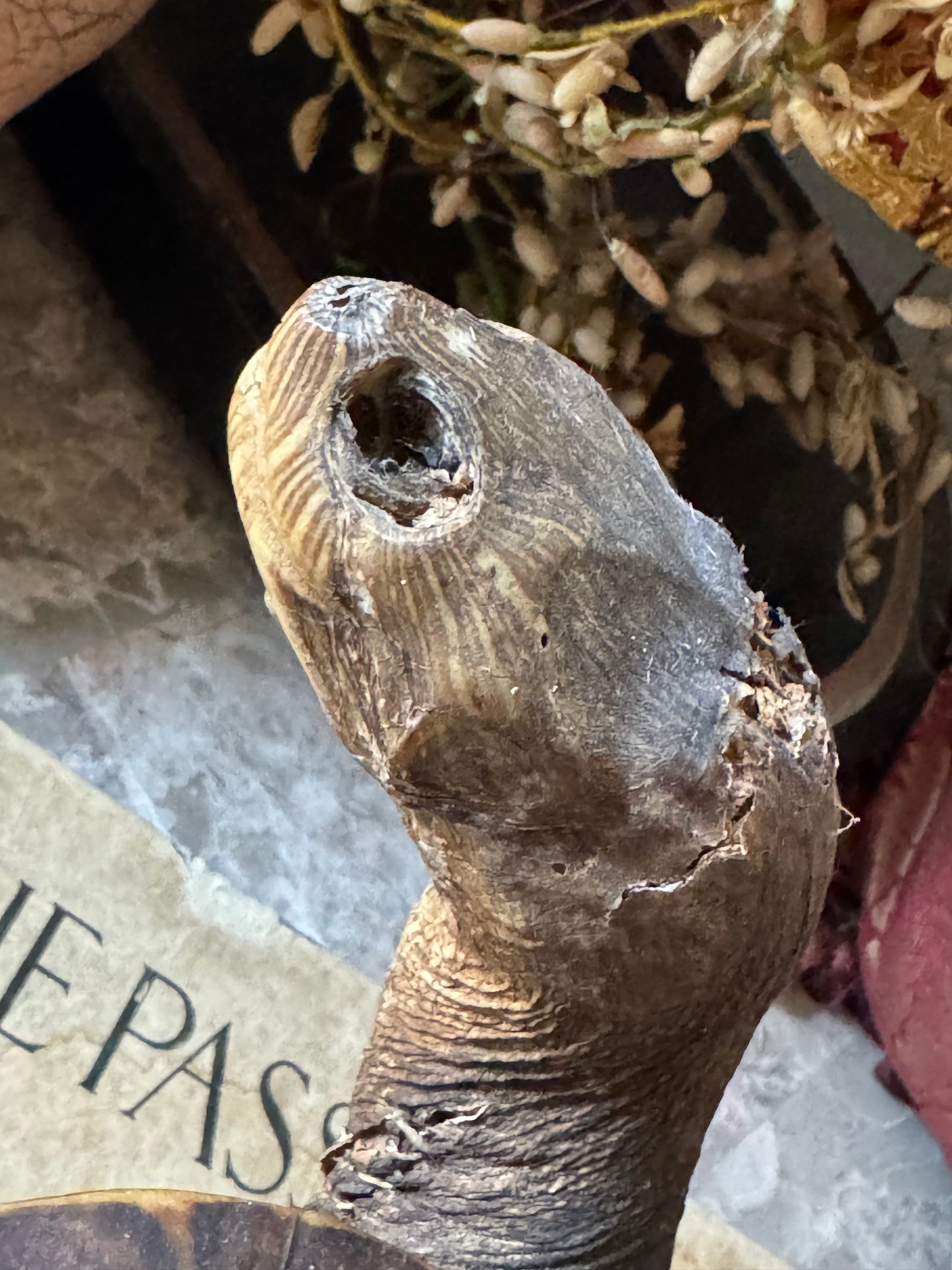 Vintage taxidermy turtle real nature specimen
