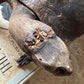 Vintage taxidermy turtle real nature specimen