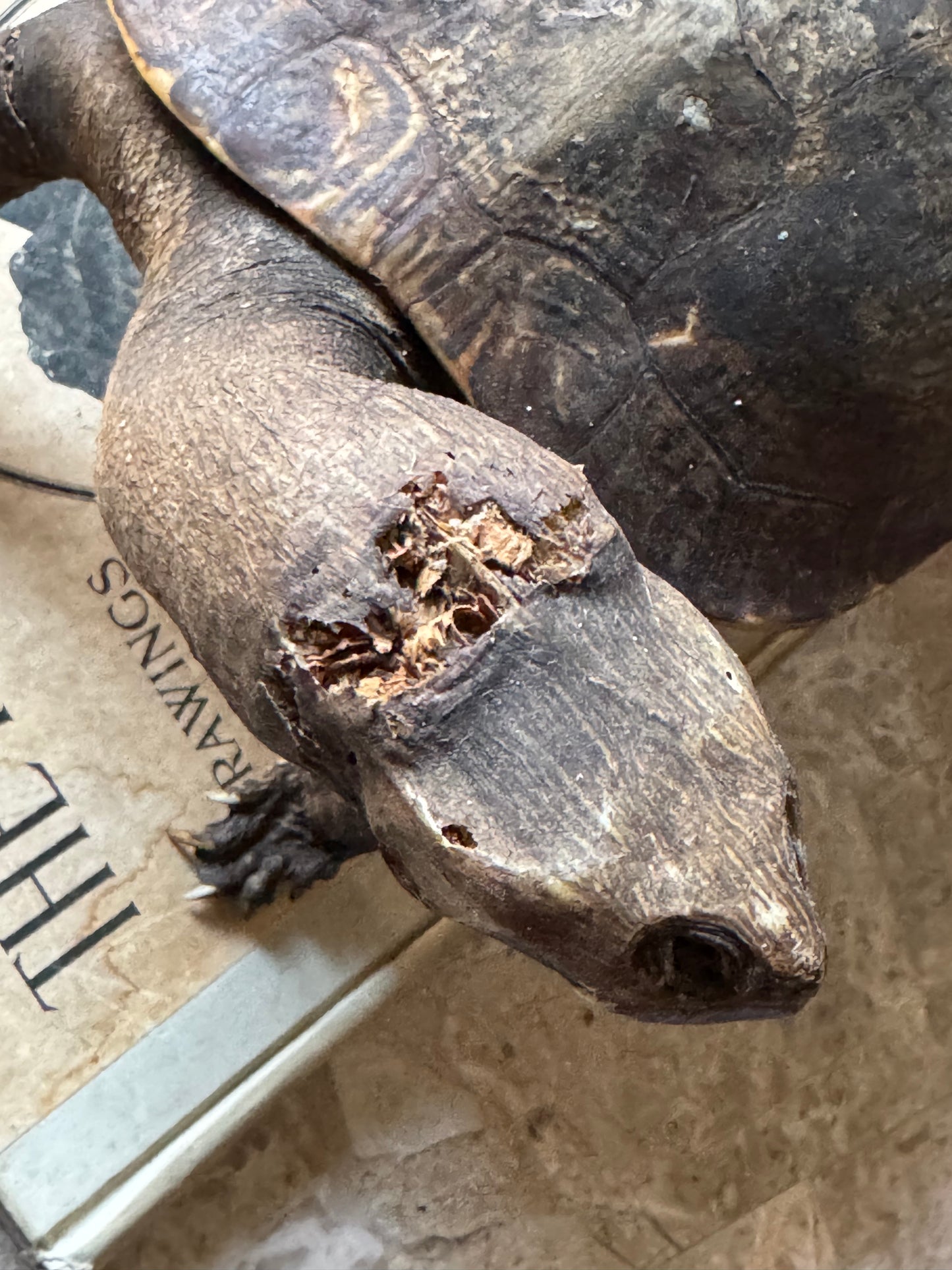 Vintage taxidermy turtle real nature specimen