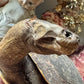 Vintage taxidermy turtle real nature specimen