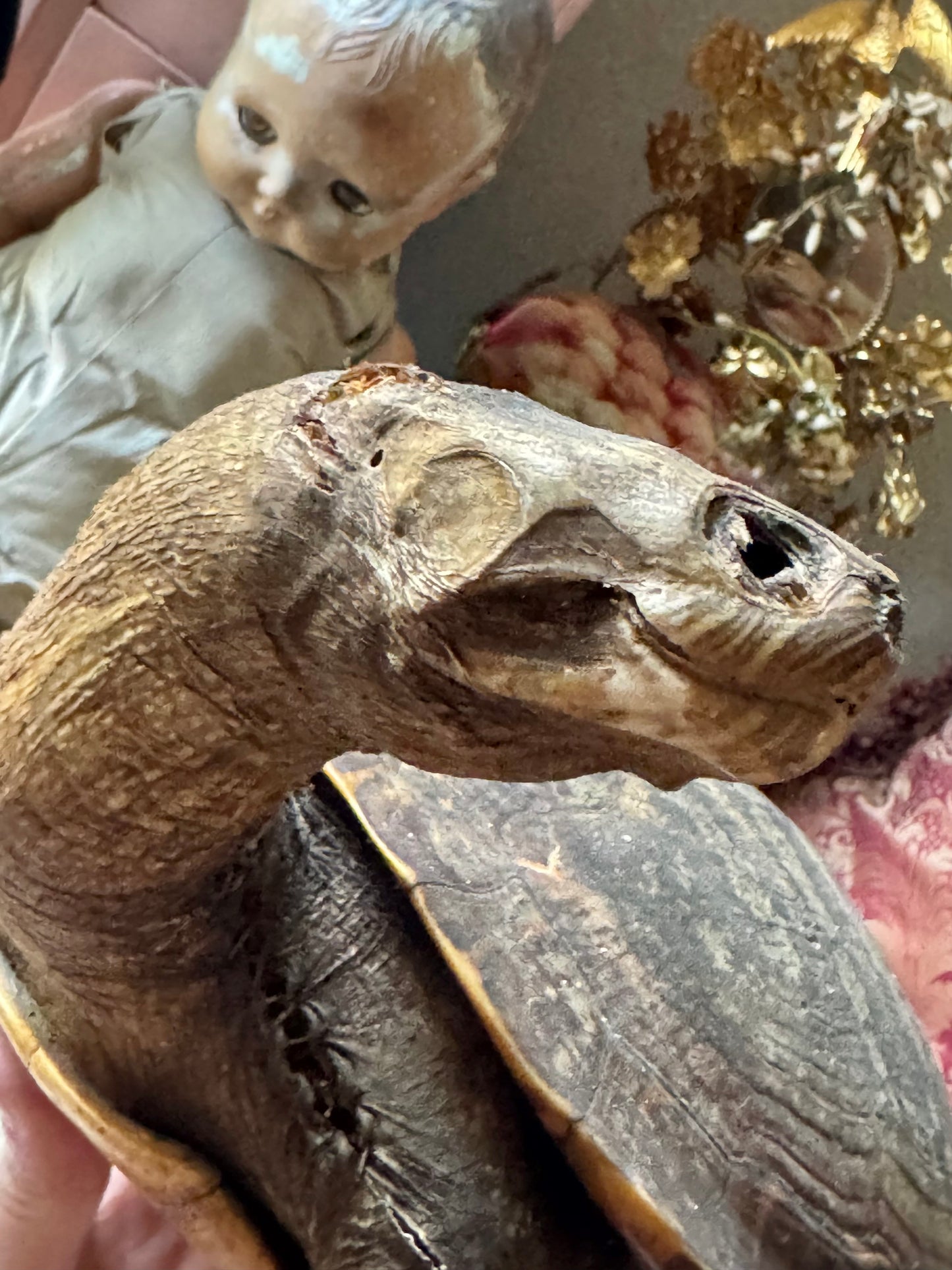 Vintage taxidermy turtle real nature specimen