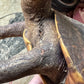 Vintage taxidermy turtle real nature specimen