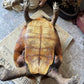 Vintage taxidermy turtle real nature specimen