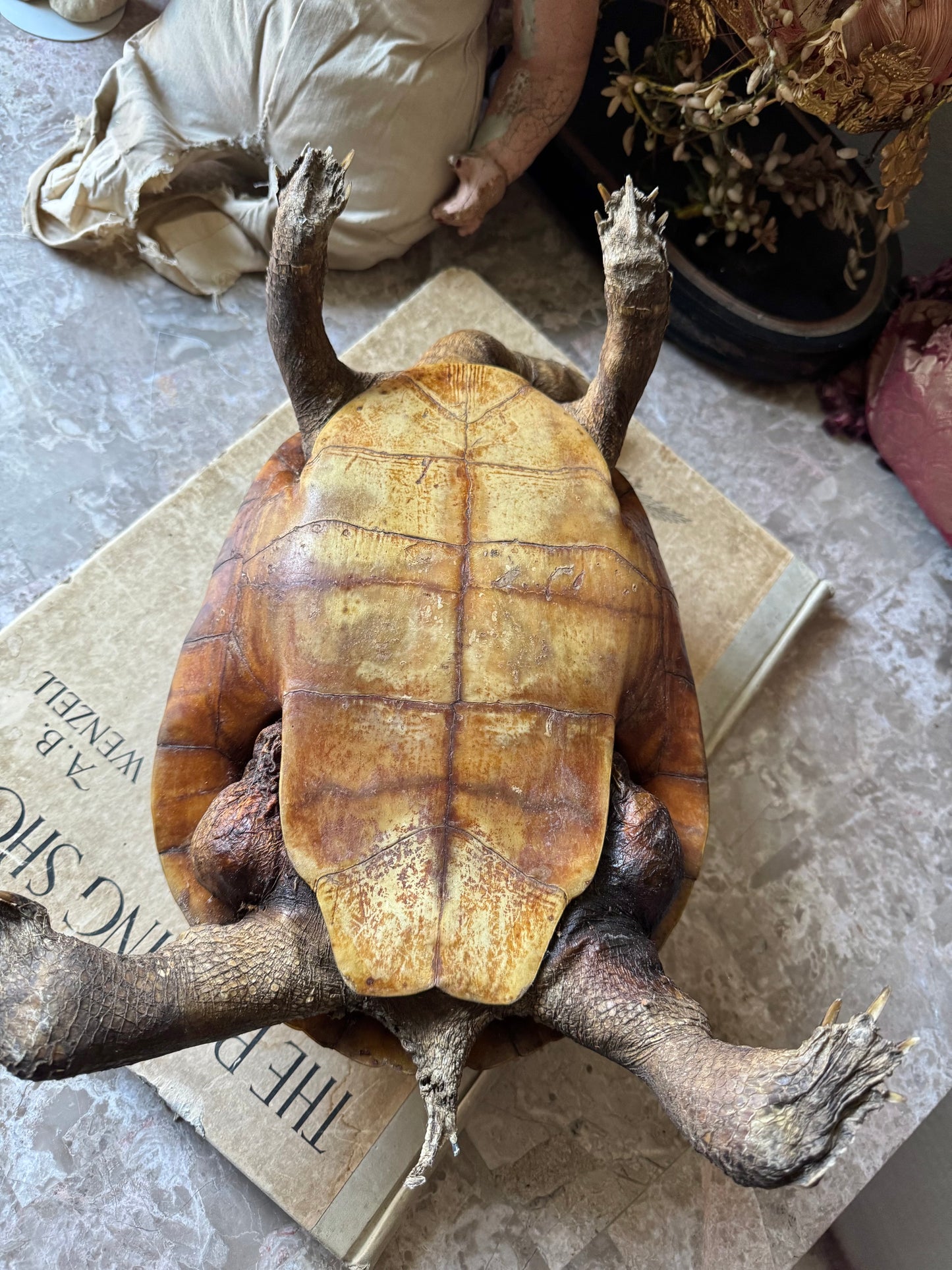 Vintage taxidermy turtle real nature specimen