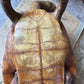 Vintage taxidermy turtle real nature specimen