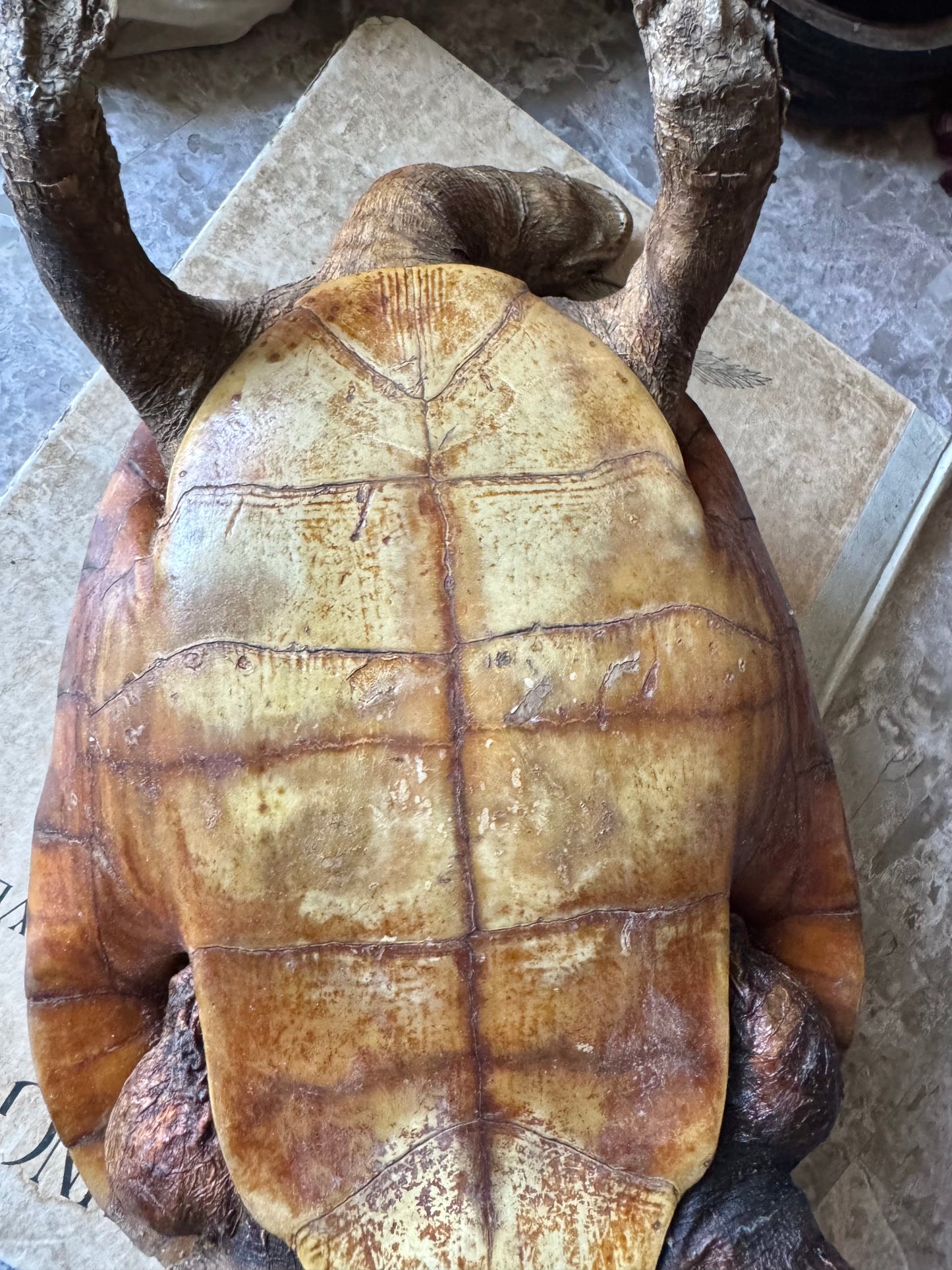 Vintage taxidermy turtle real nature specimen