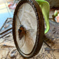 Framed cicada specimen