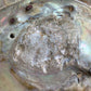 Real abalone shell large seashell specimen dish