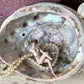 Real abalone shell large seashell specimen dish