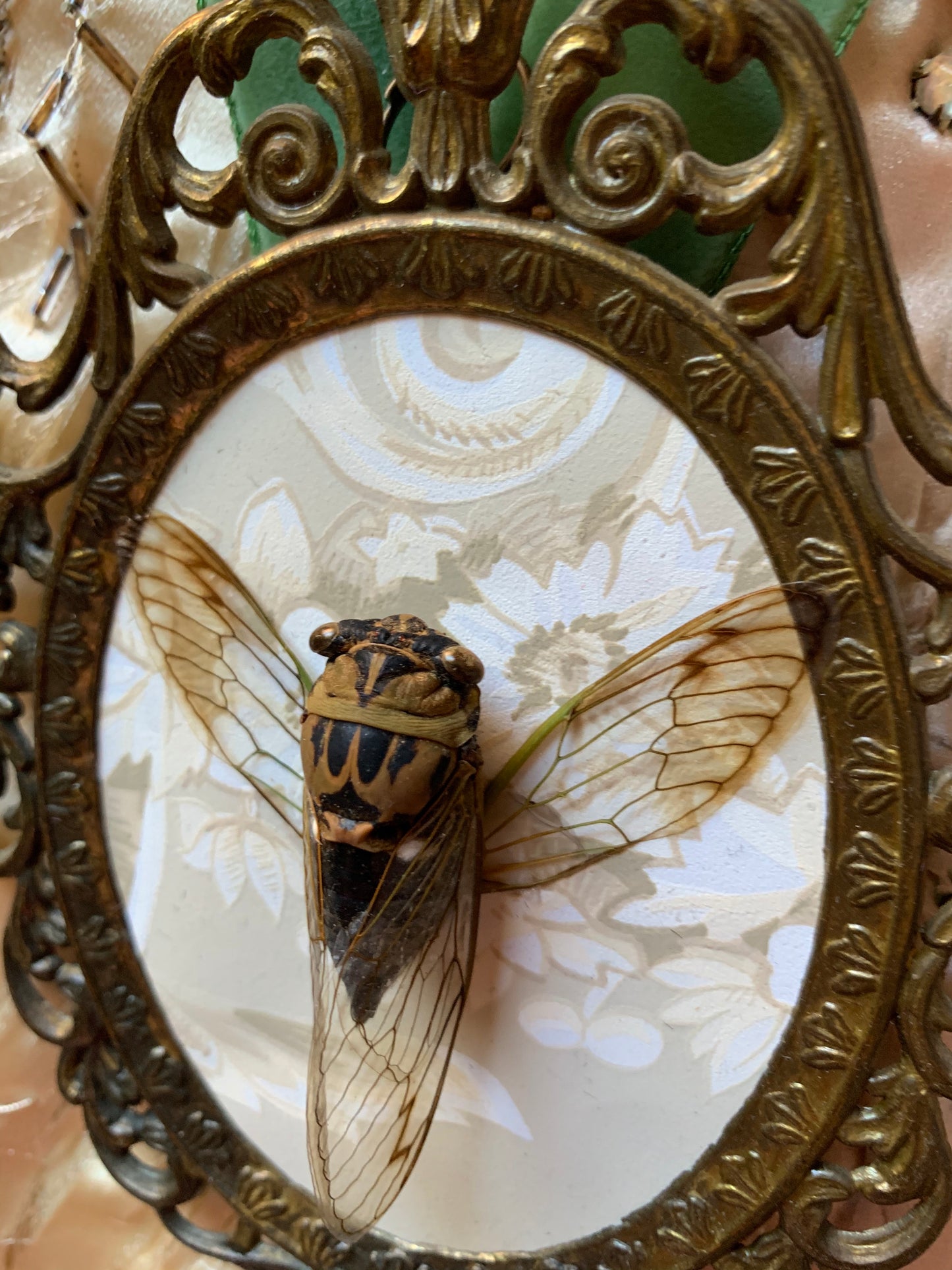 Framed real cicada specimen