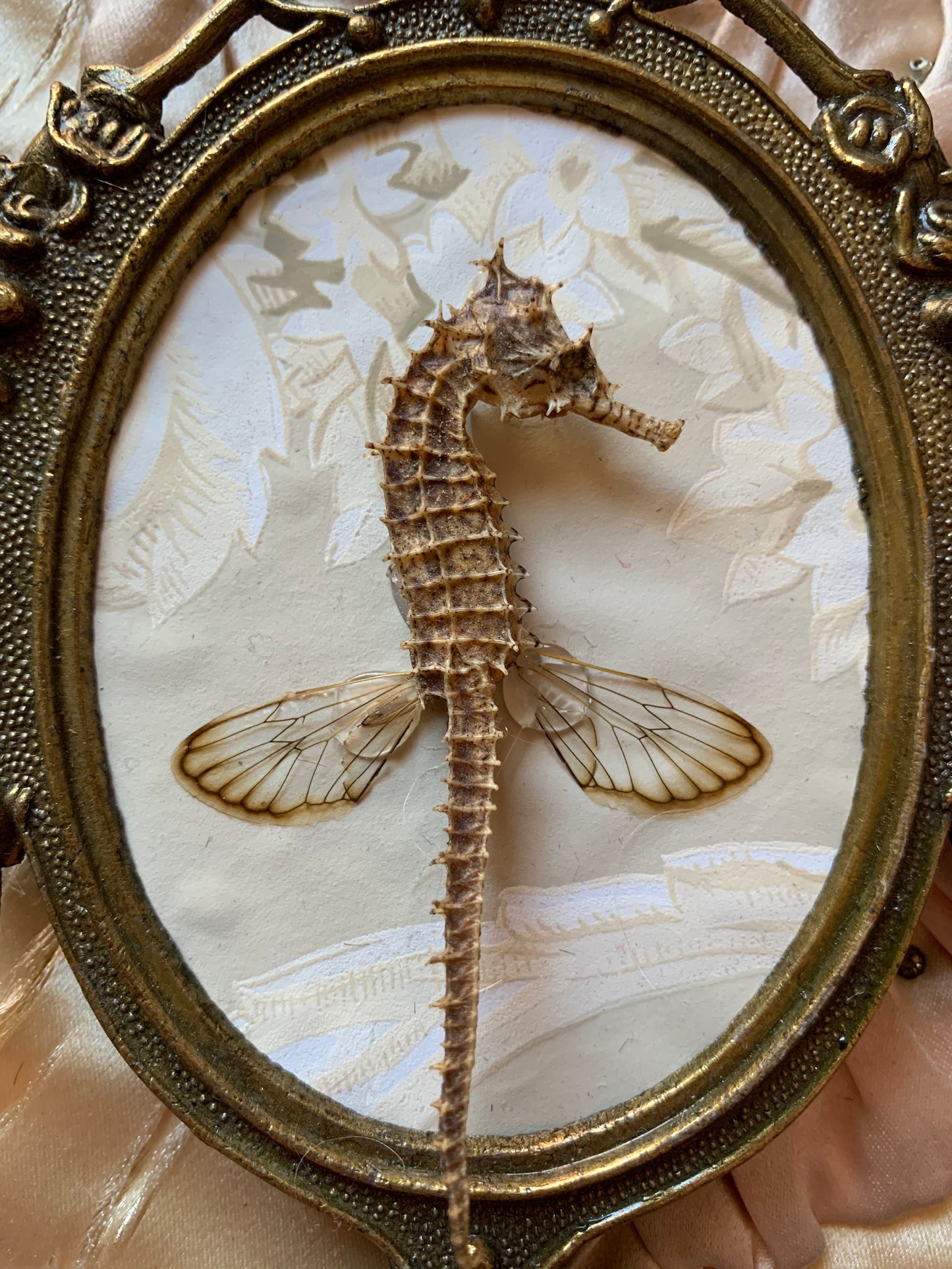 Assembled frame seahorse specimen