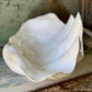 Large real clam shell