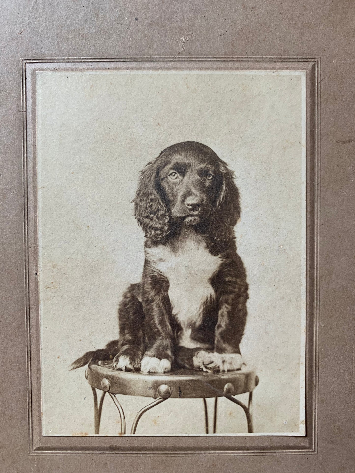 Antique dog cabinet card photo
