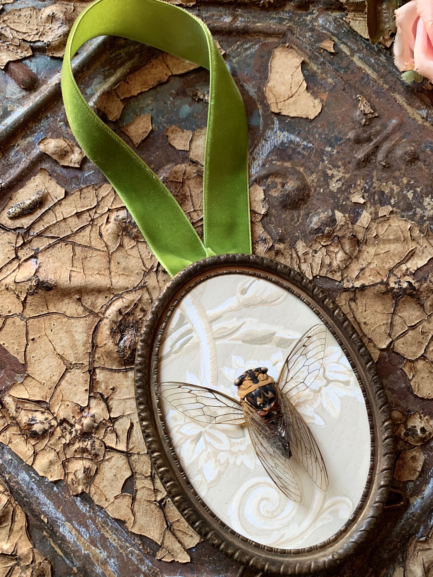 Framed cicada specimen