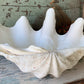 Large real clam shell