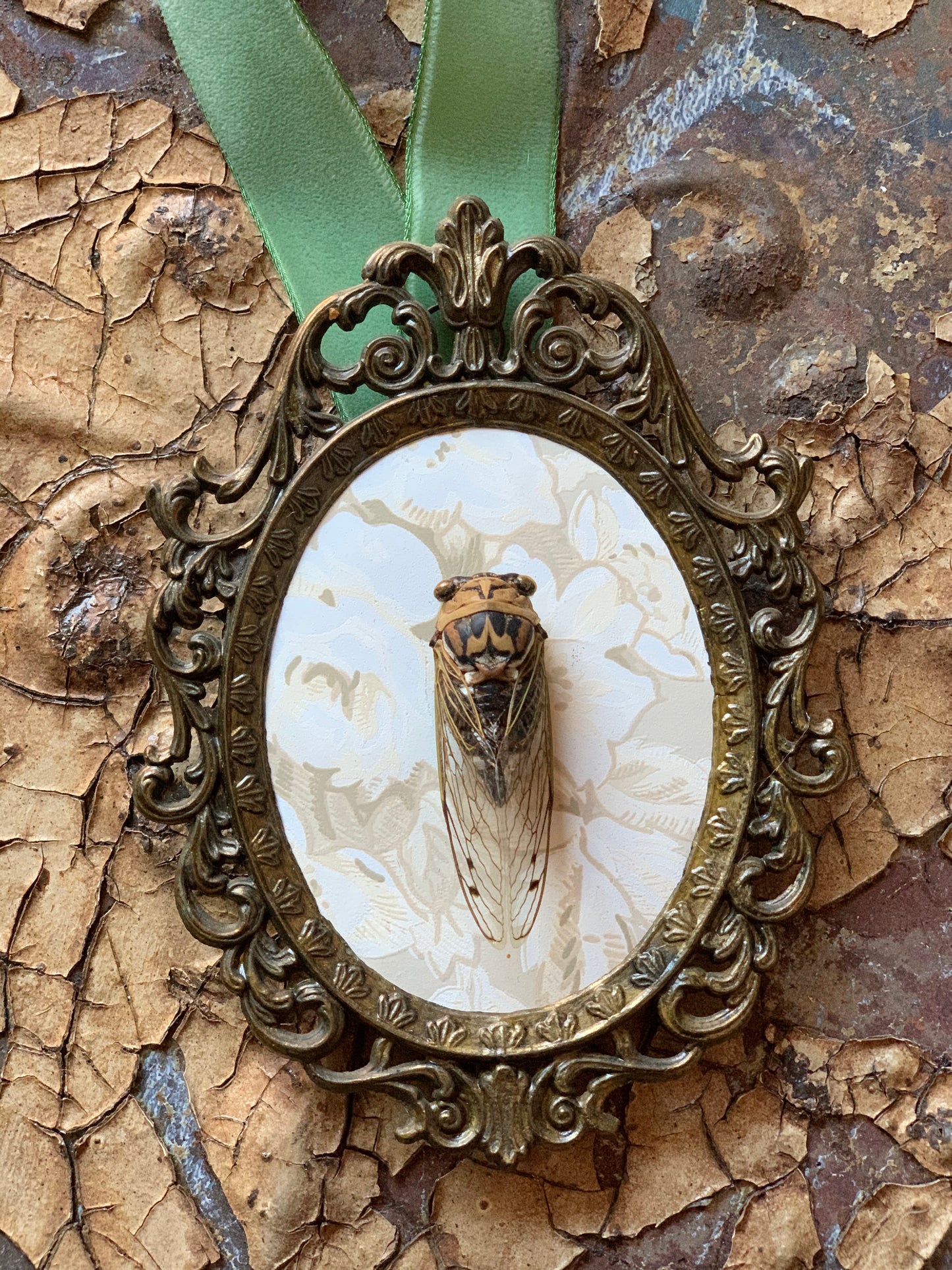 Framed cicada insect specimen