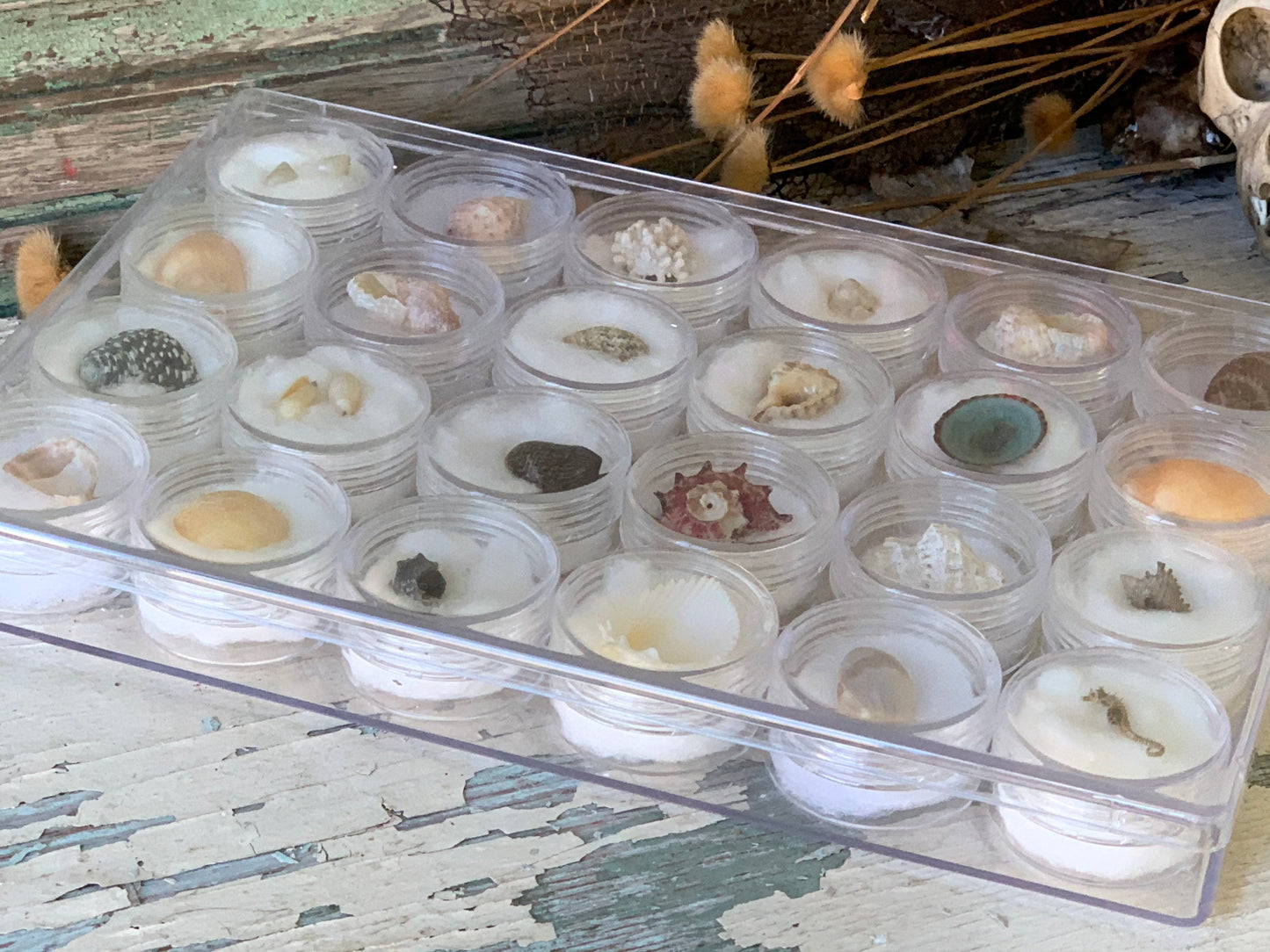 Vintage mini seashell collection