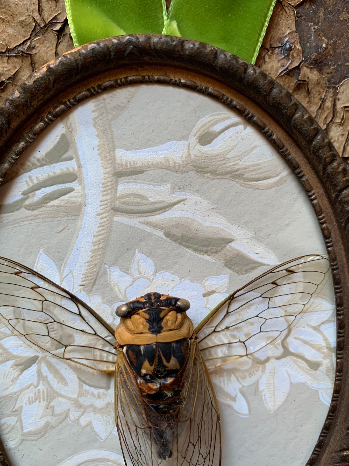 Framed cicada specimen