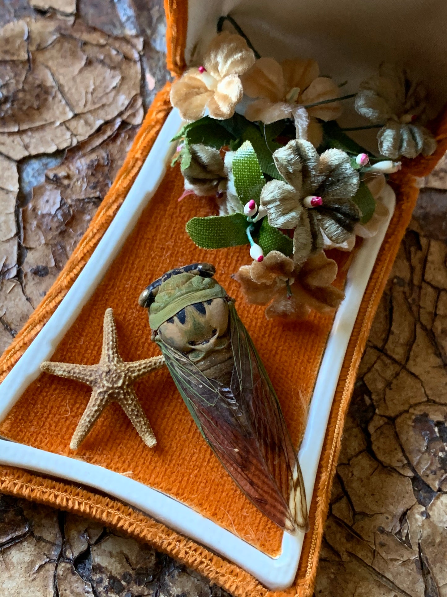 Cicada nature specimen display