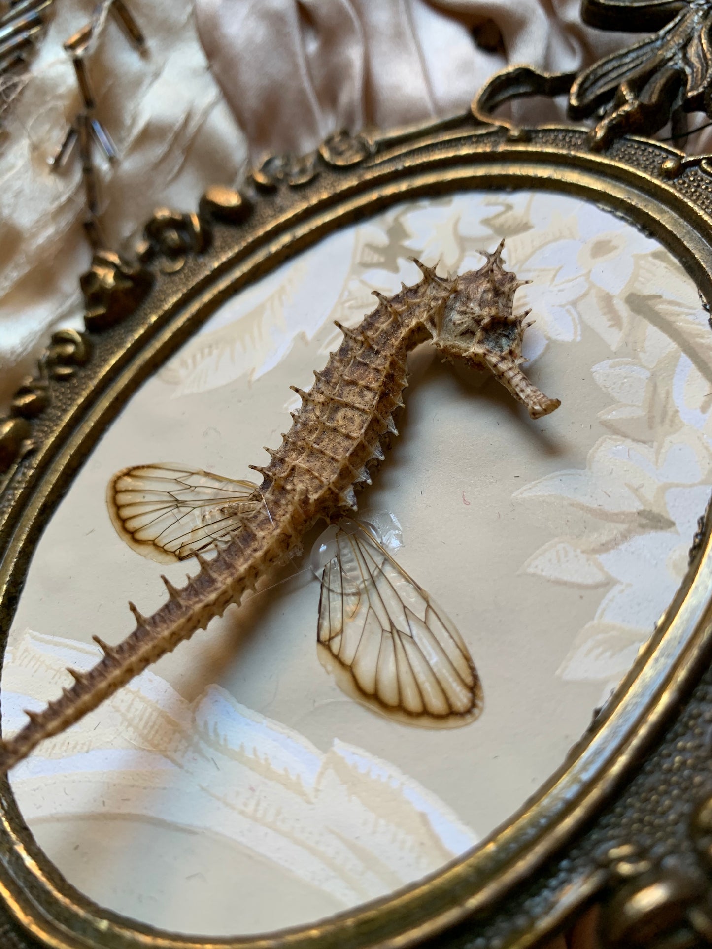Assembled frame seahorse specimen