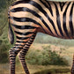 Vintage small original zebra painting